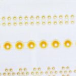 Tasiemka perłowa *0846*0853*