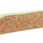 Piórnik kosmetyczka ECONOVO, korkowy, 20x5x6 cm, naturalny